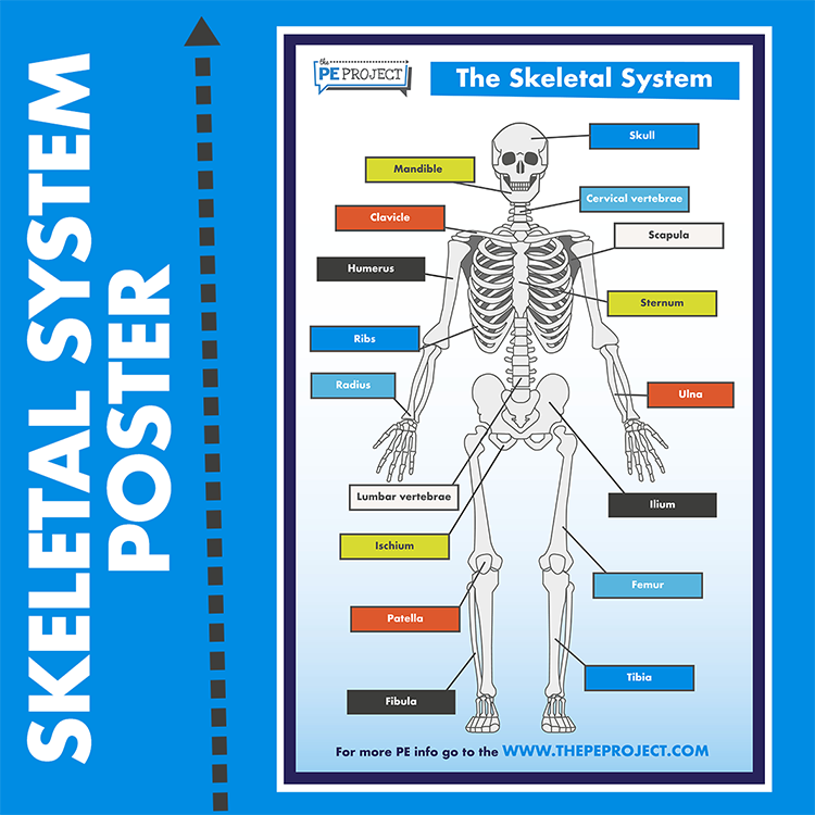 Skeletal System Poster